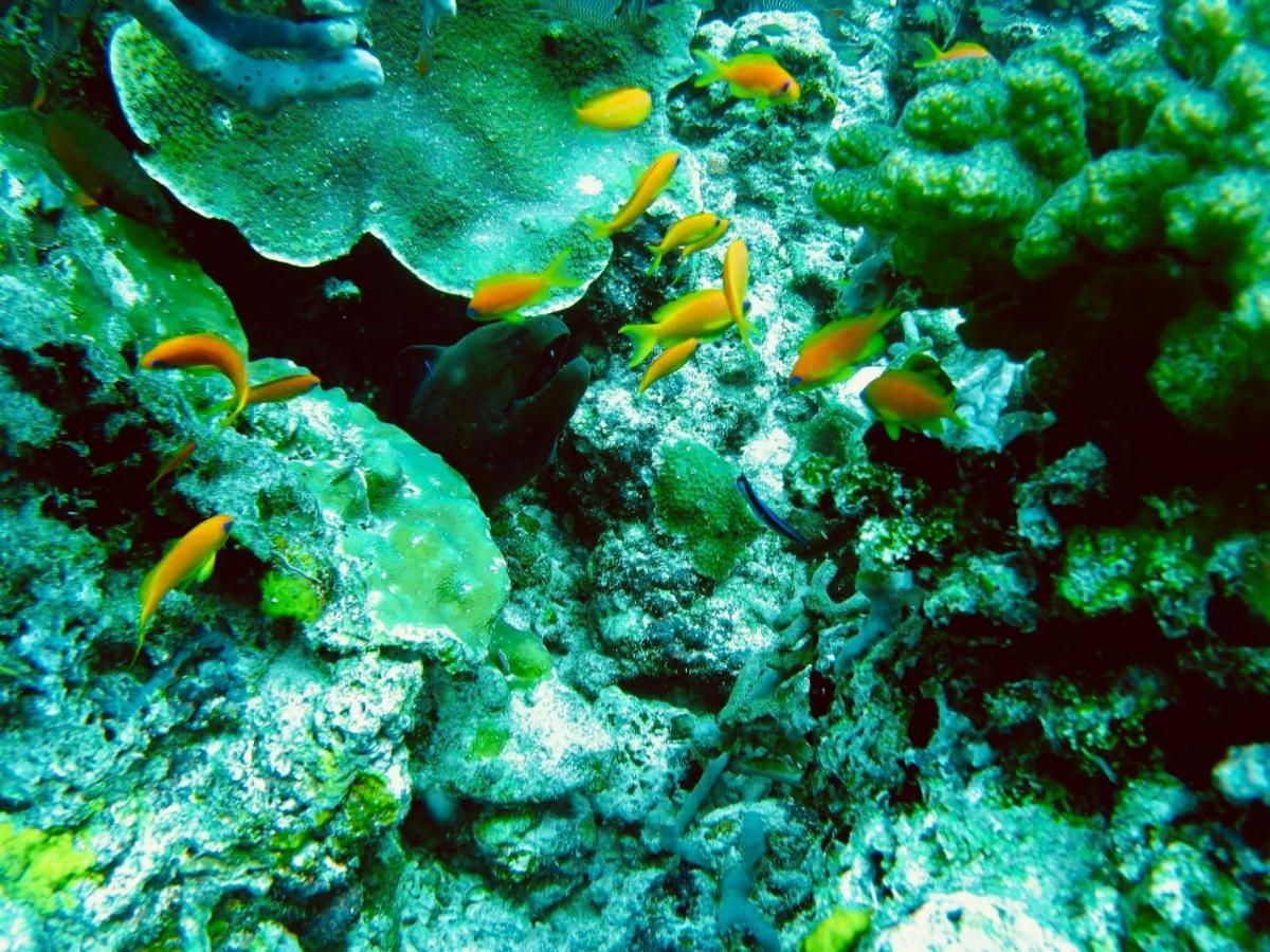 Royal Reef Stay Mathiveri Dış mekan fotoğraf