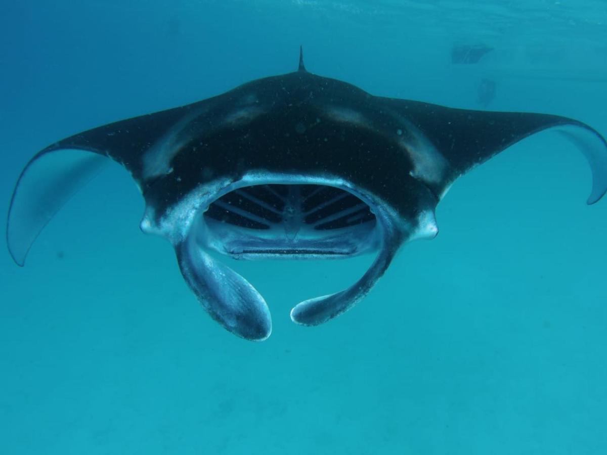 Royal Reef Stay Mathiveri Dış mekan fotoğraf
